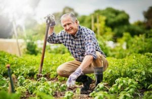 Cómo tratar con hierbas y alimentos una próstata agrandada