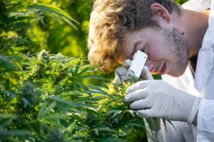 Lo que la ciencia sabe sobre los beneficios del cannabis: ¡mitos y hechos!